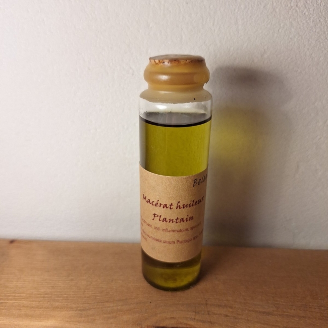 Macérat huileux de plantain - 50 ml